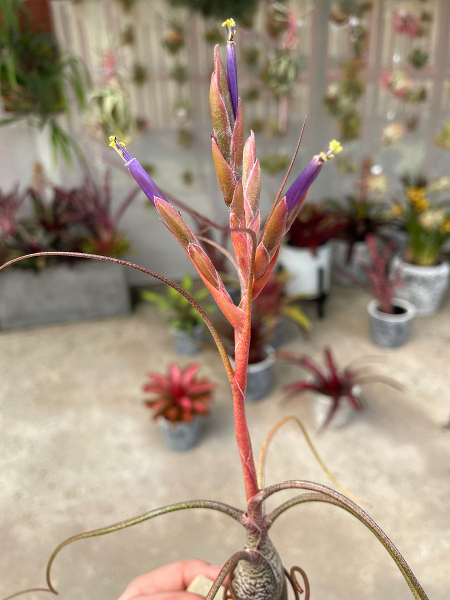 butzii air plant Butzii – Airplant Alchemy