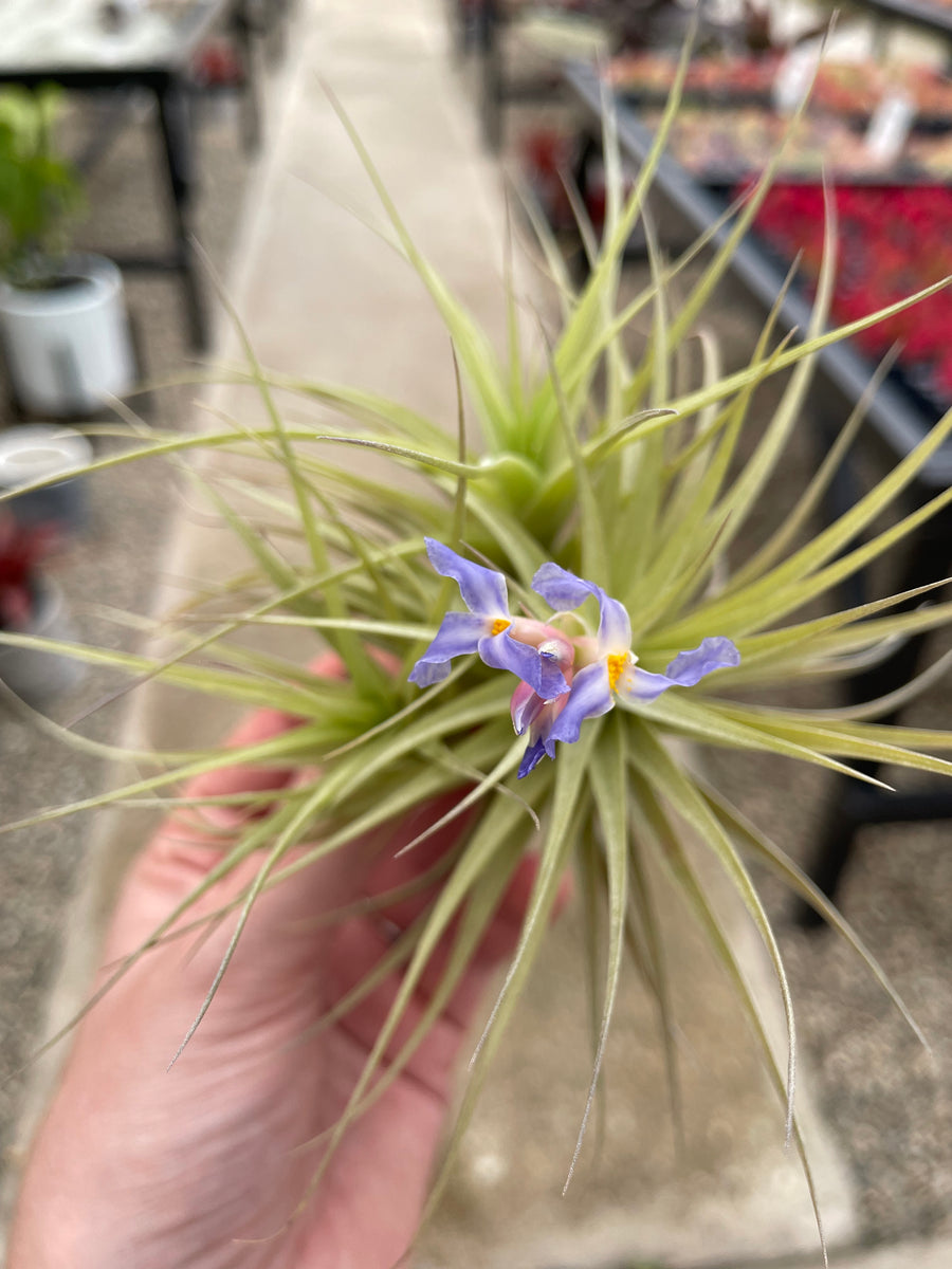 bergeri air plant Bergeri – Airplant Alchemy
