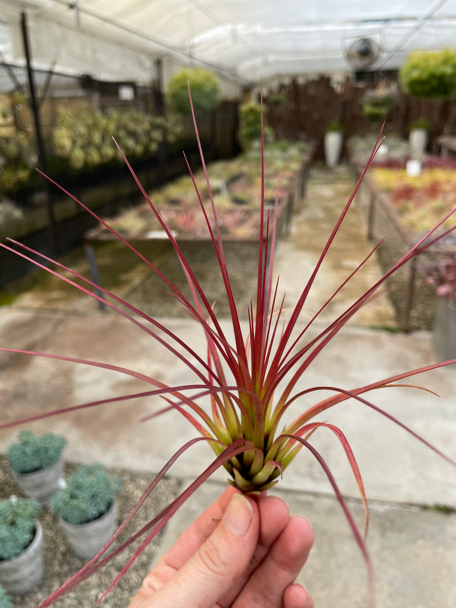 tricolor air plant Tricolor Red – Airplant Alchemy