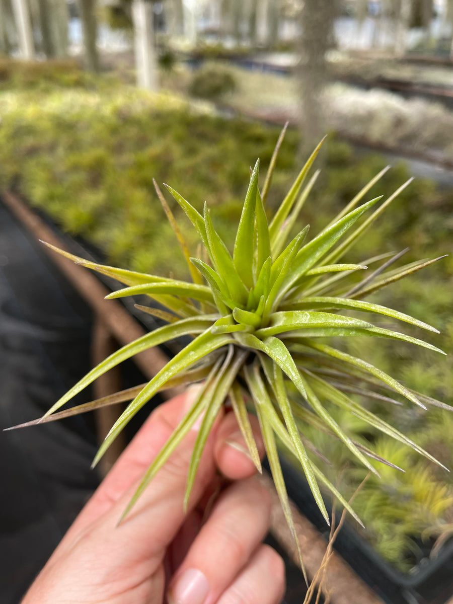 neglecta air plant Neglecta – Airplant Alchemy