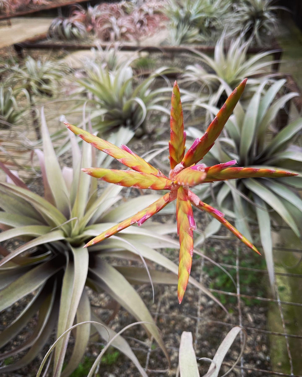 latifolia air plant Latifolia – Airplant Alchemy