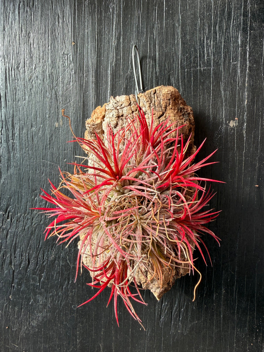 Ionantha Fuego Balls – Airplant Alchemy