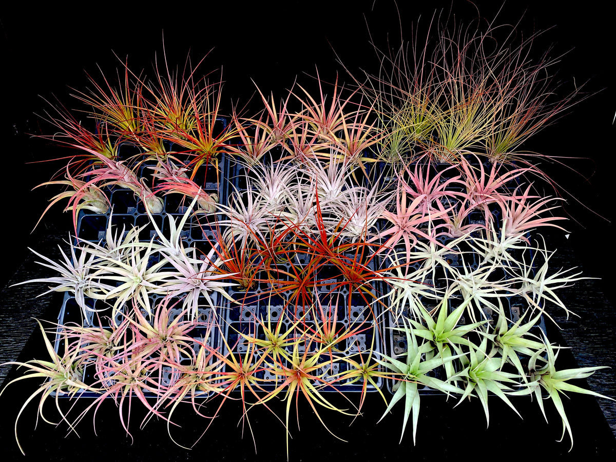 Medium Tillandsia Mix – Airplant Alchemy