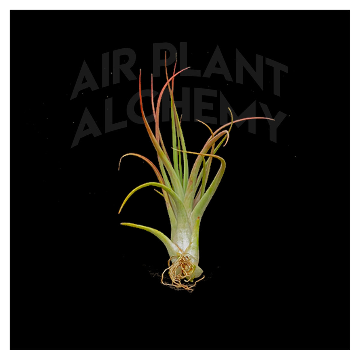 circinata air plant Circinata – Airplant Alchemy