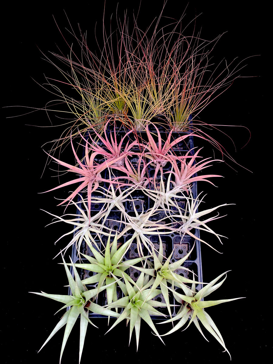 Medium Tillandsia Mix – Airplant Alchemy