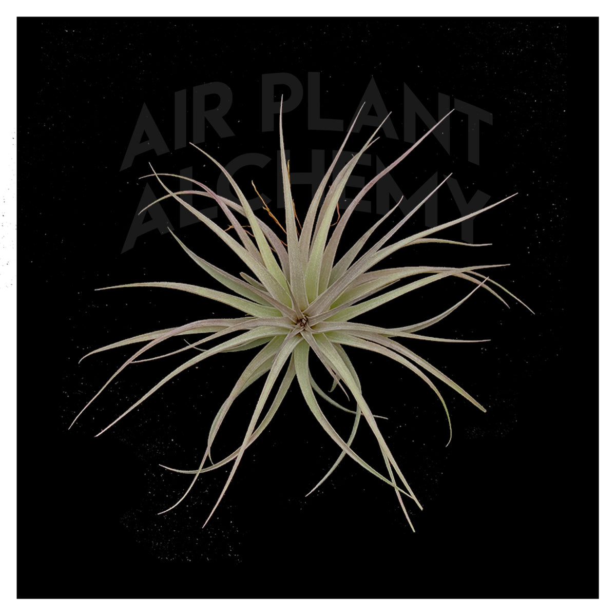 houston purple air plant Houston – Airplant Alchemy