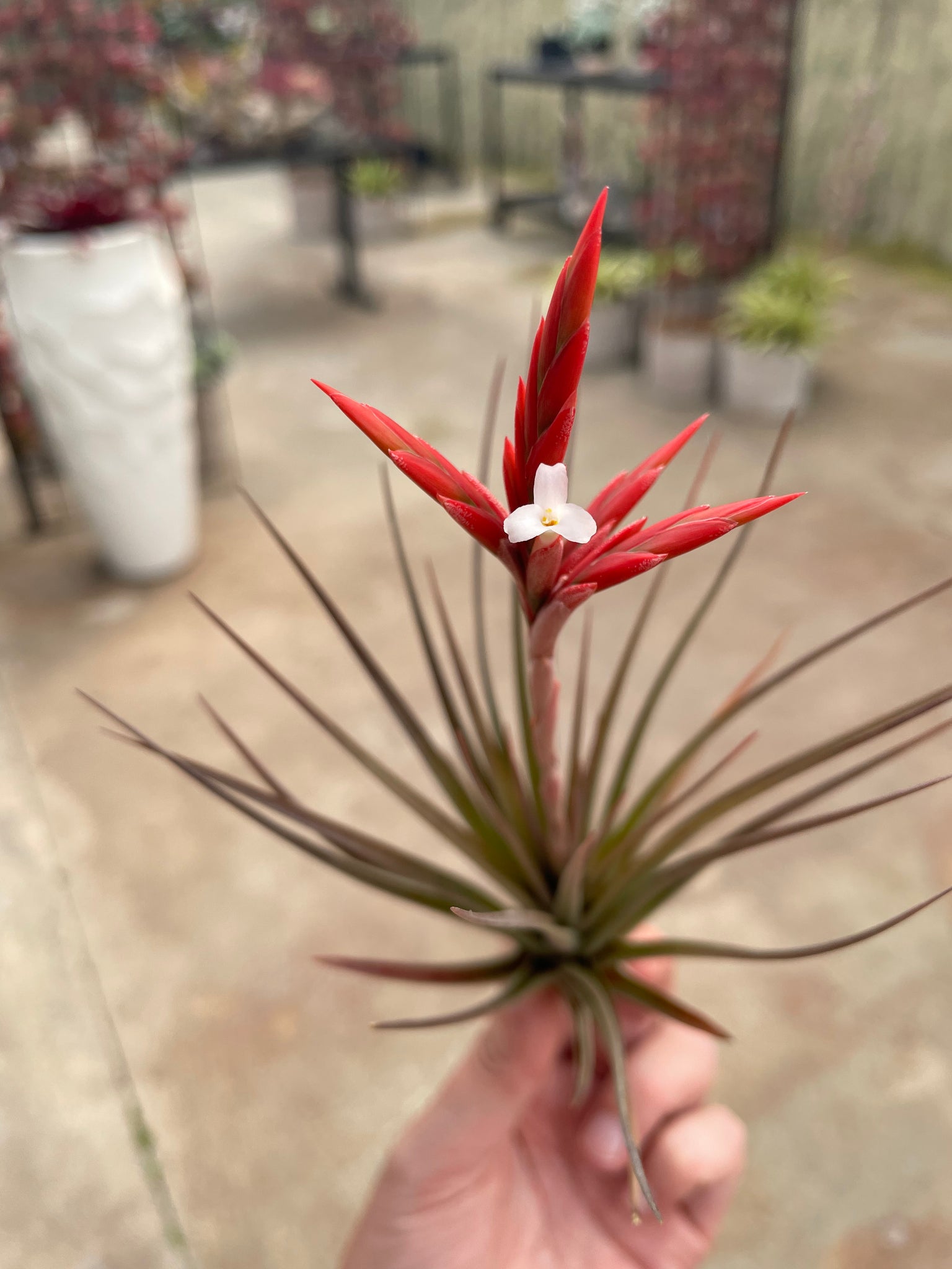 vernicosa air plant Vernicosa – Airplant Alchemy