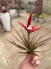 Load image into Gallery viewer, Vernicosa