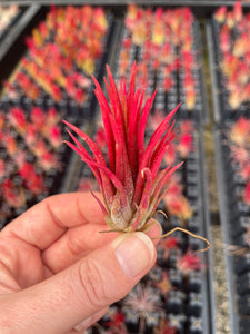 ionantha fuego air plant Ionantha Fuego Singles – Airplant Alchemy