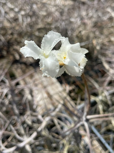 Diaguitensis