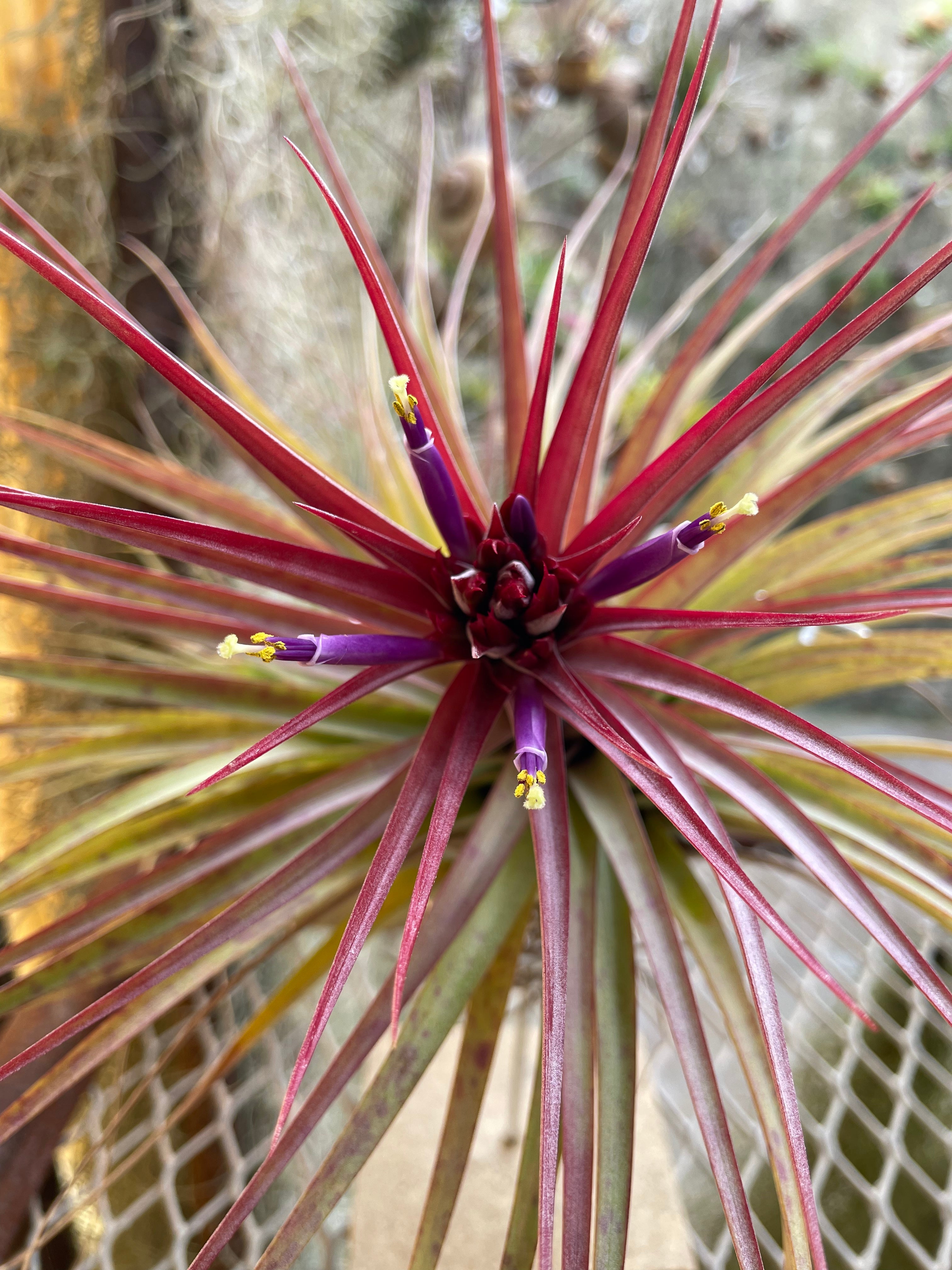 sparkler air plant Sparkler – Airplant Alchemy