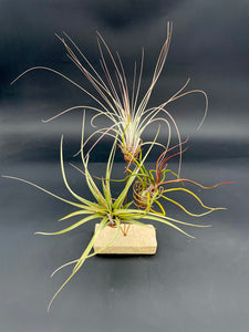 3 Spiral Stand