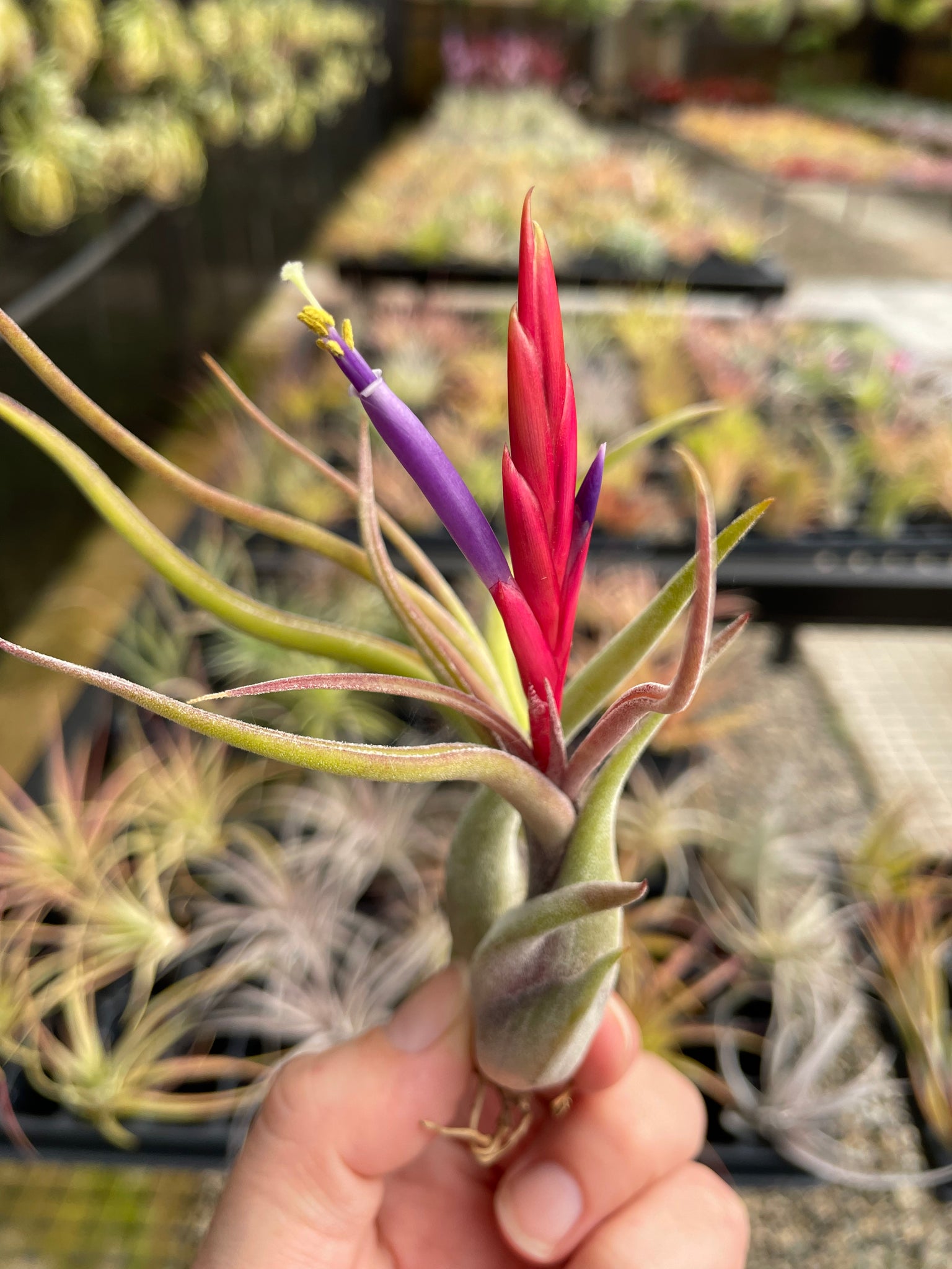 medusa air plant bloom Caput-Medusae – Airplant Alchemy