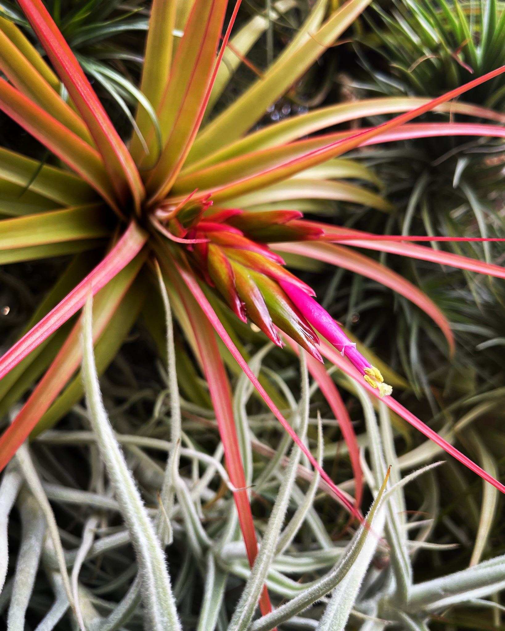 concolor air plant Concolor – Airplant Alchemy