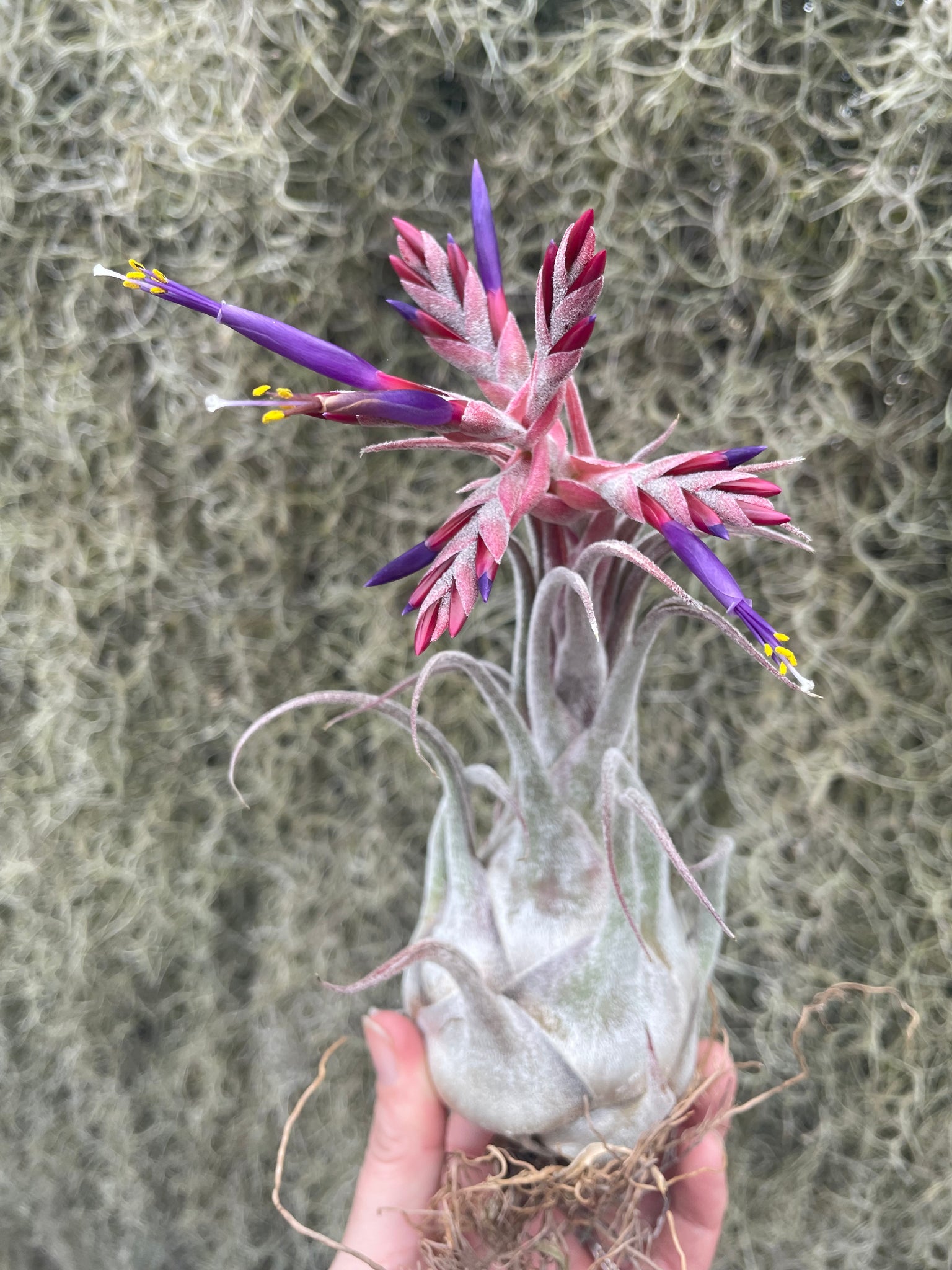 seleriana air plant Seleriana – Airplant Alchemy