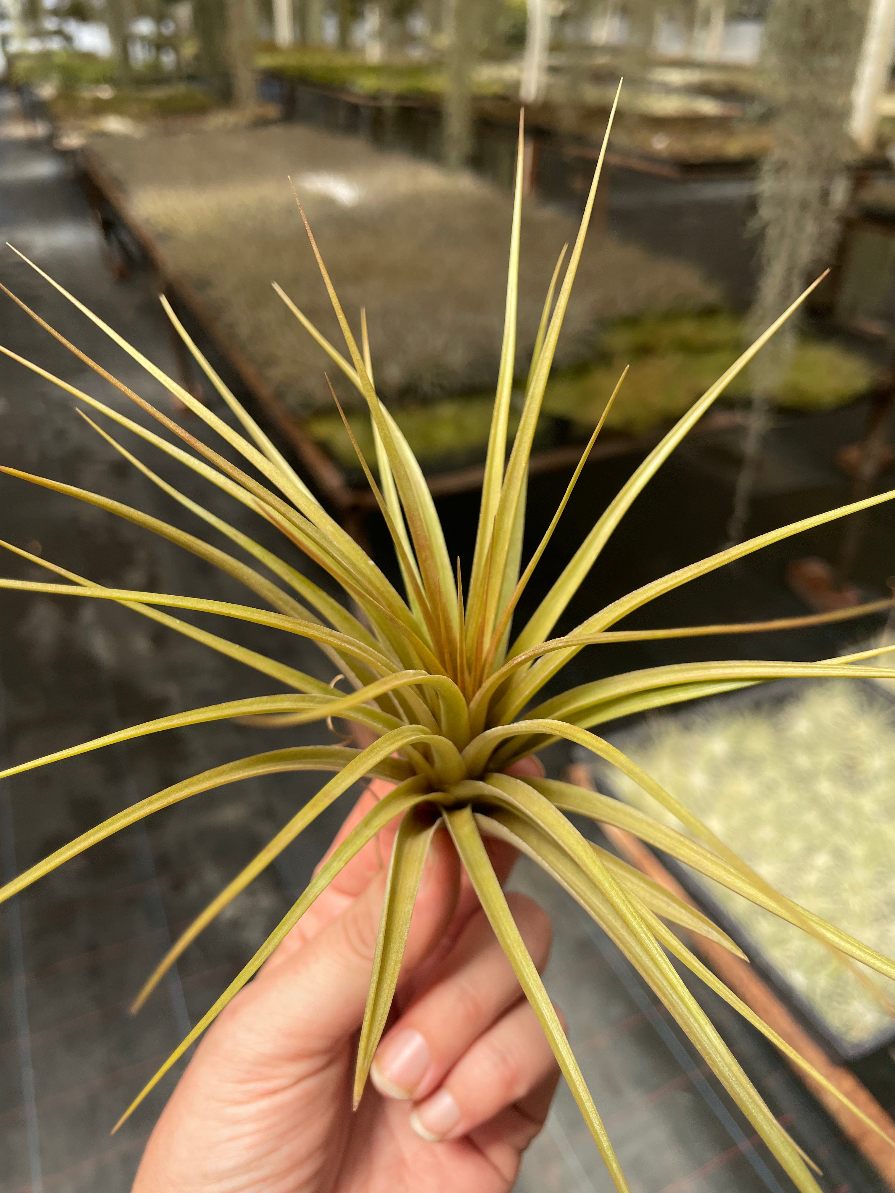 vernicosa air plant Vernicosa – Airplant Alchemy
