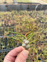 Load image into Gallery viewer, Bulbosa