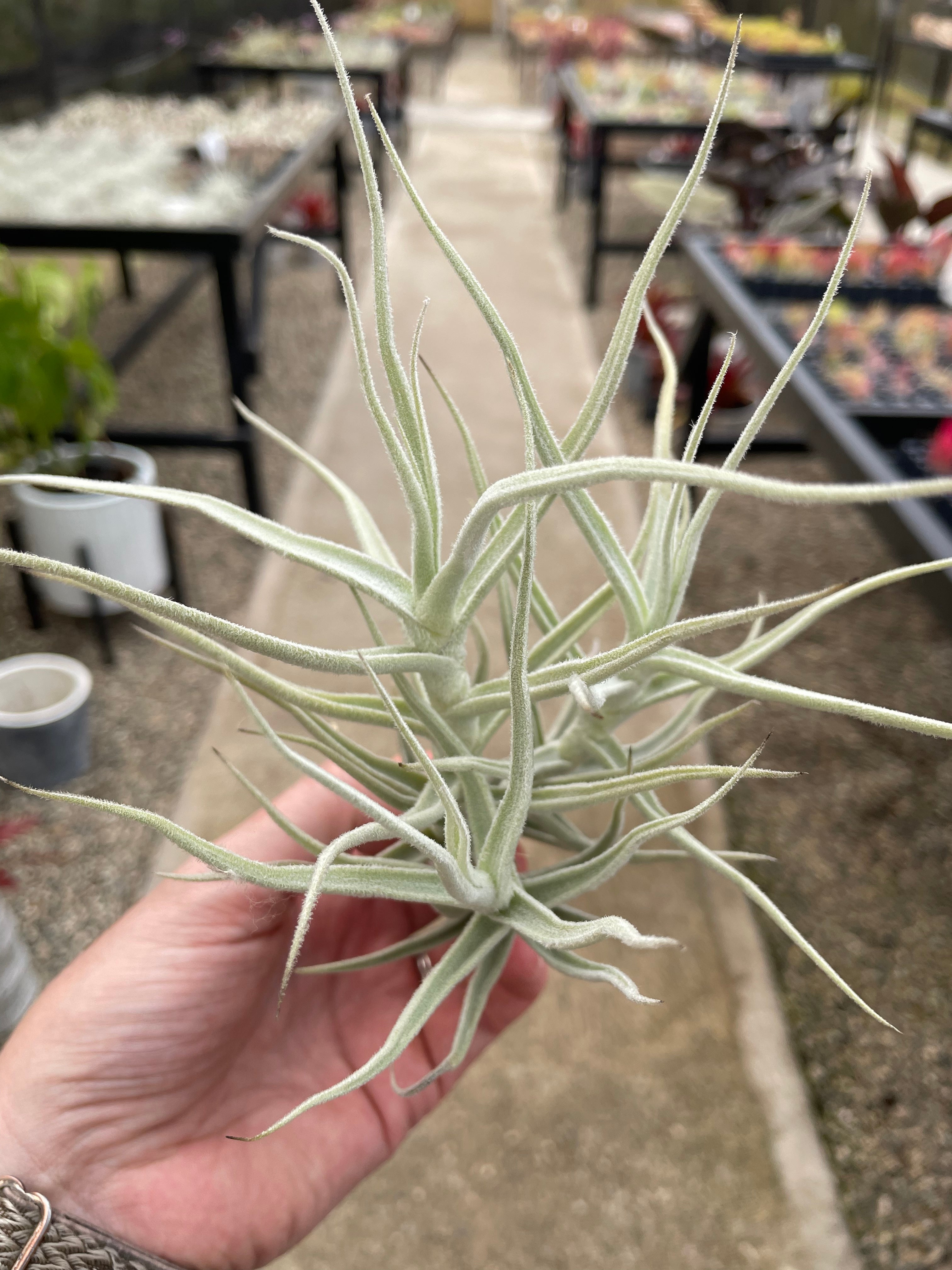 Paleacea – Airplant Alchemy