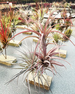 tilly air plants Premade Tilly Arrangements – Airplant Alchemy