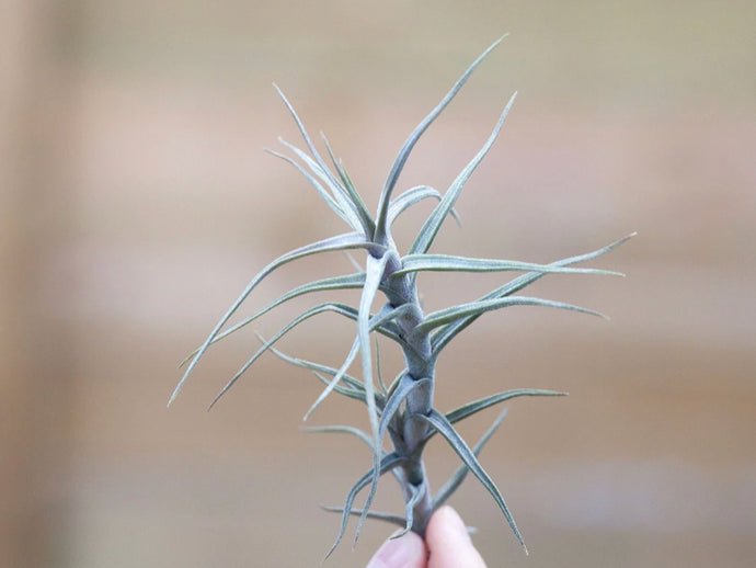 Diaguitensis