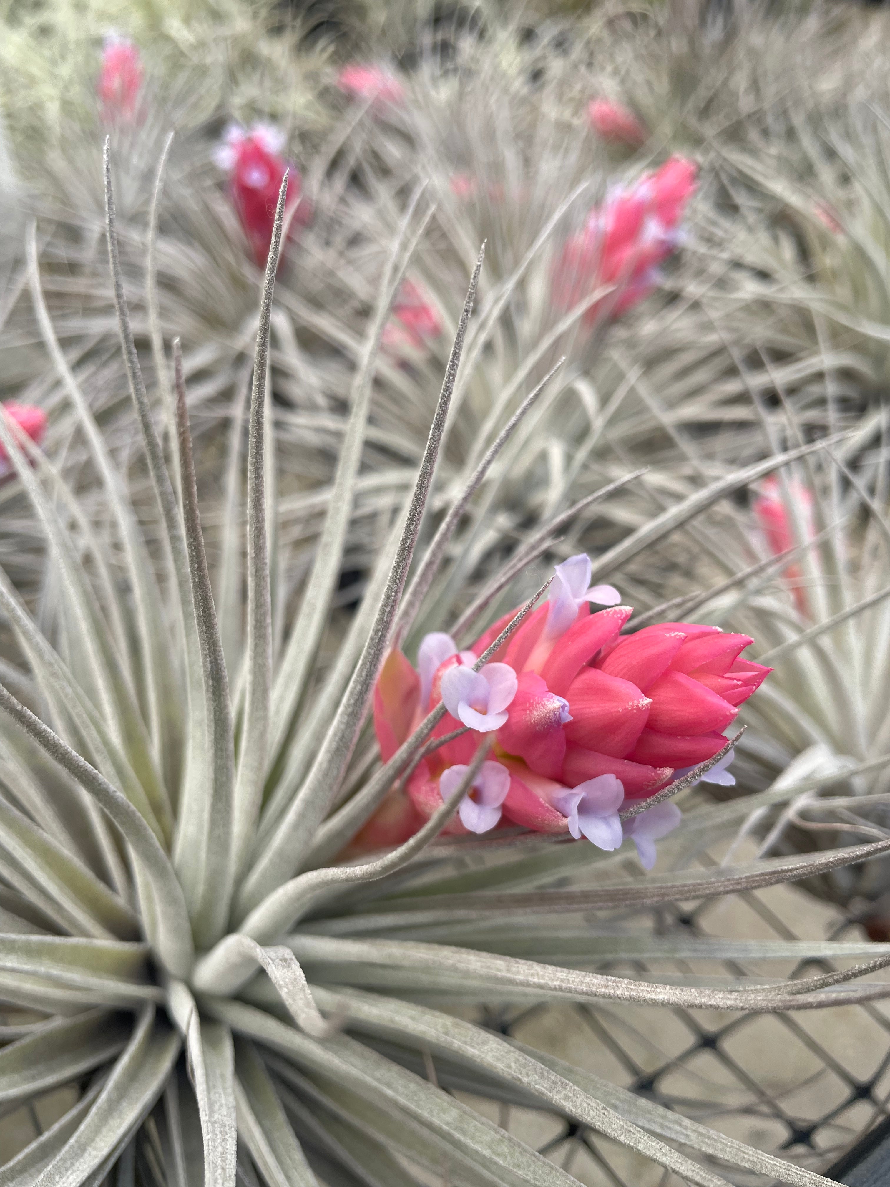 where to buy air plants in houston Houston