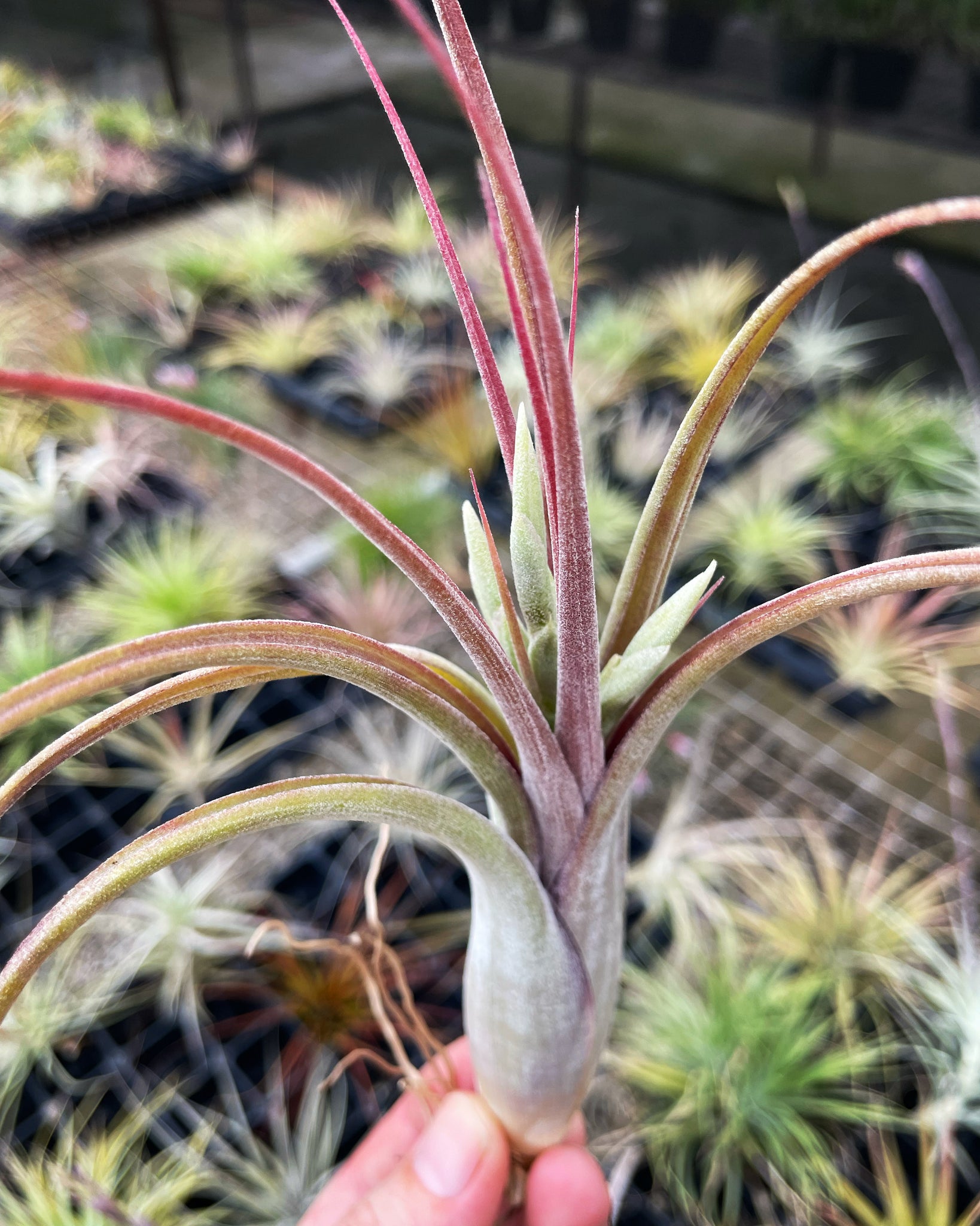 circinata air plant Circinata – Airplant Alchemy