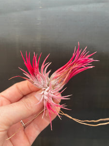 air plant cluster Ionantha Fuego Cluster – Airplant Alchemy