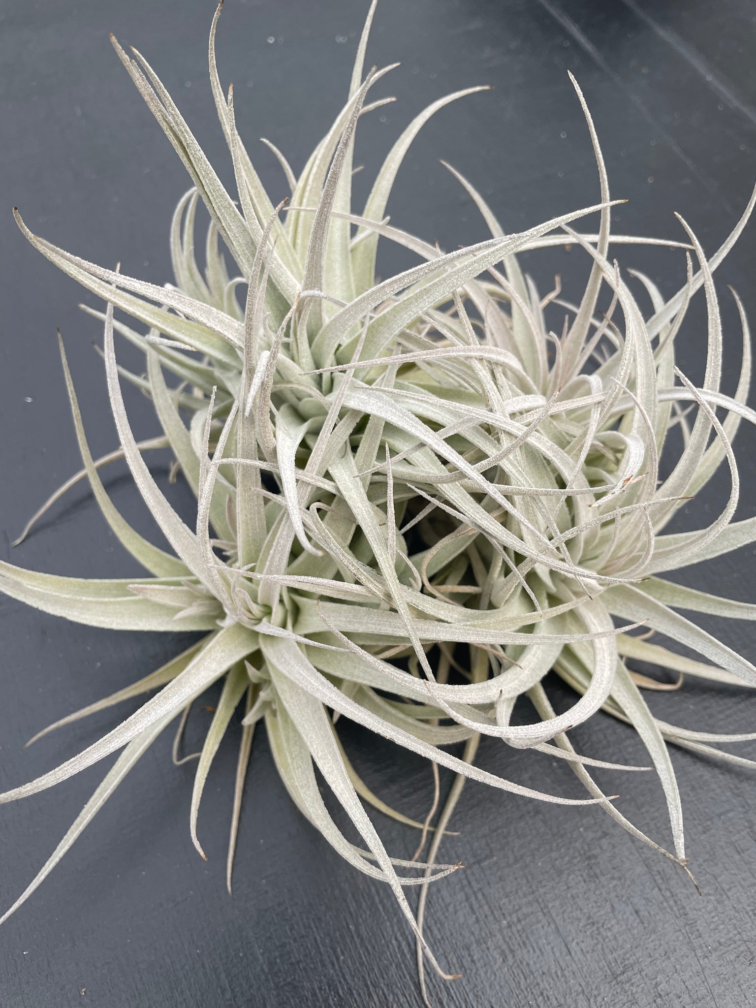 leonamiana air plant Leonamiana – Airplant Alchemy