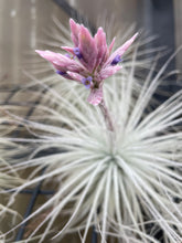 Load image into Gallery viewer, Tectorum