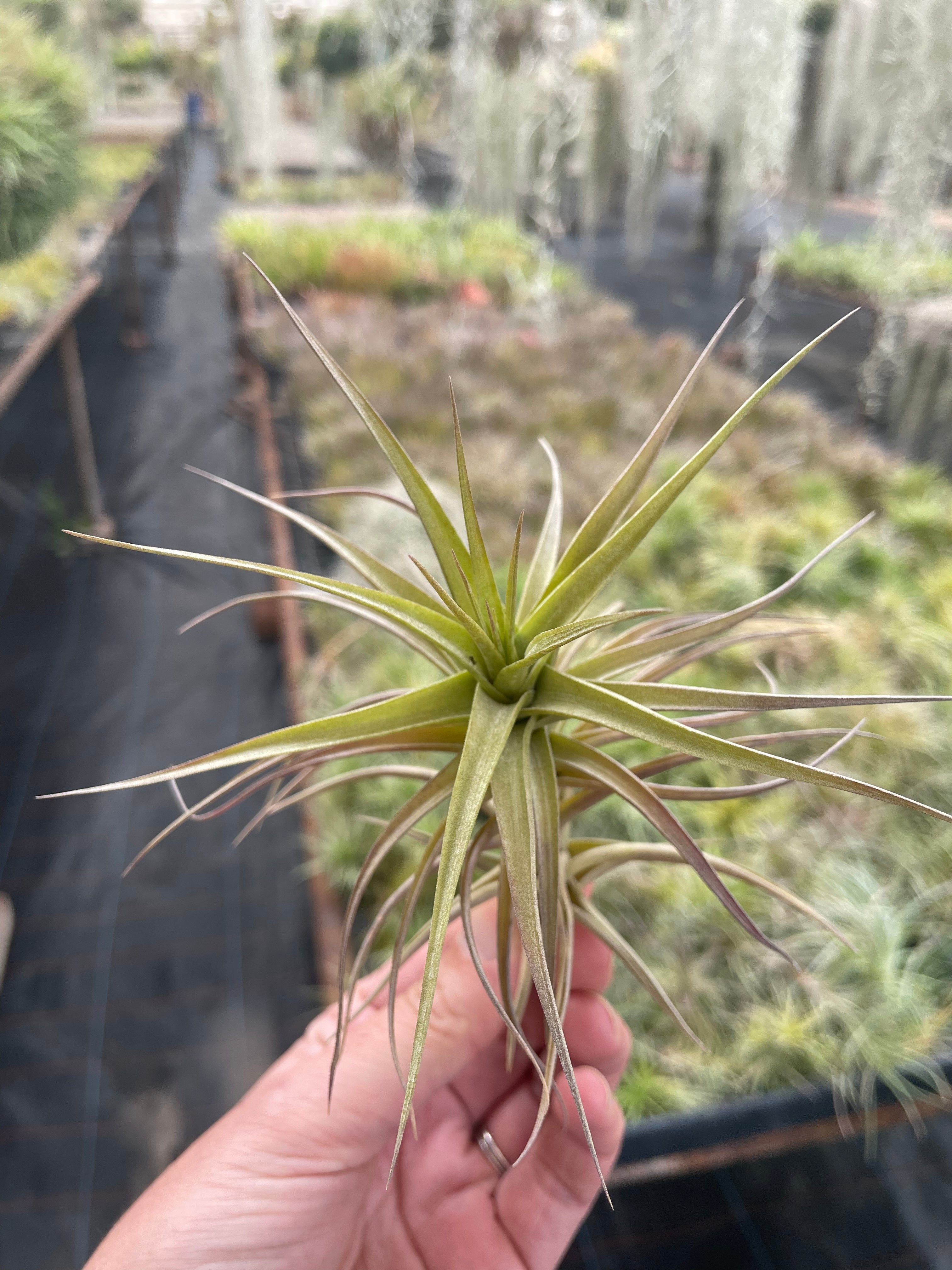 bergeri air plant Bergeri – Airplant Alchemy