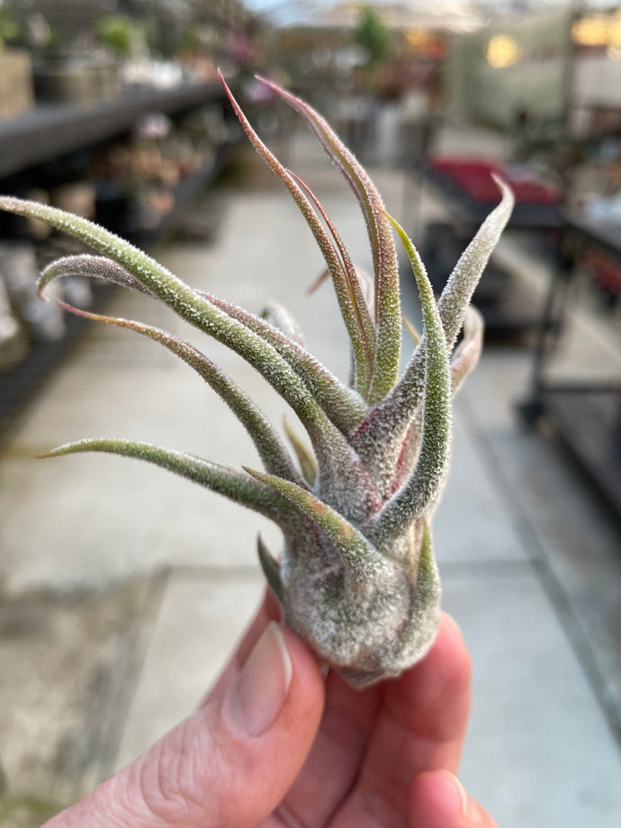 Pruinosa