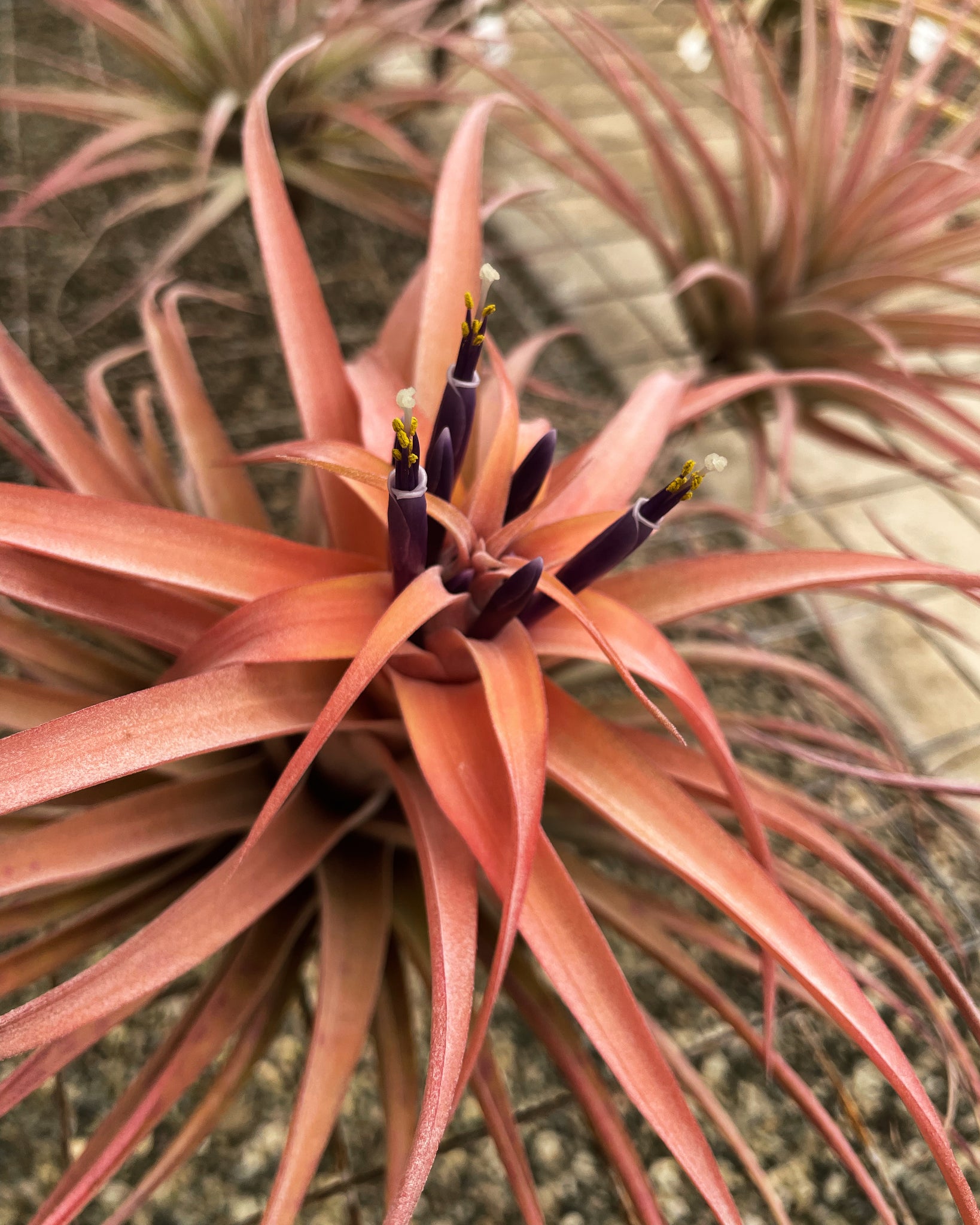 capitata peach air plant Capitata Peach – Airplant Alchemy