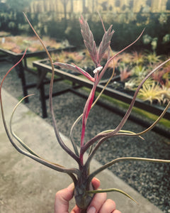 Pseudobaileyii