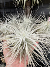 Load image into Gallery viewer, Tectorum