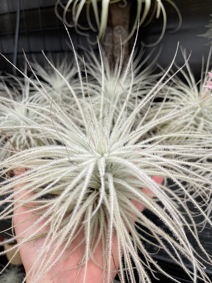 Tectorum