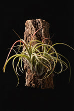 Load image into Gallery viewer, Ionantha x Baileyii