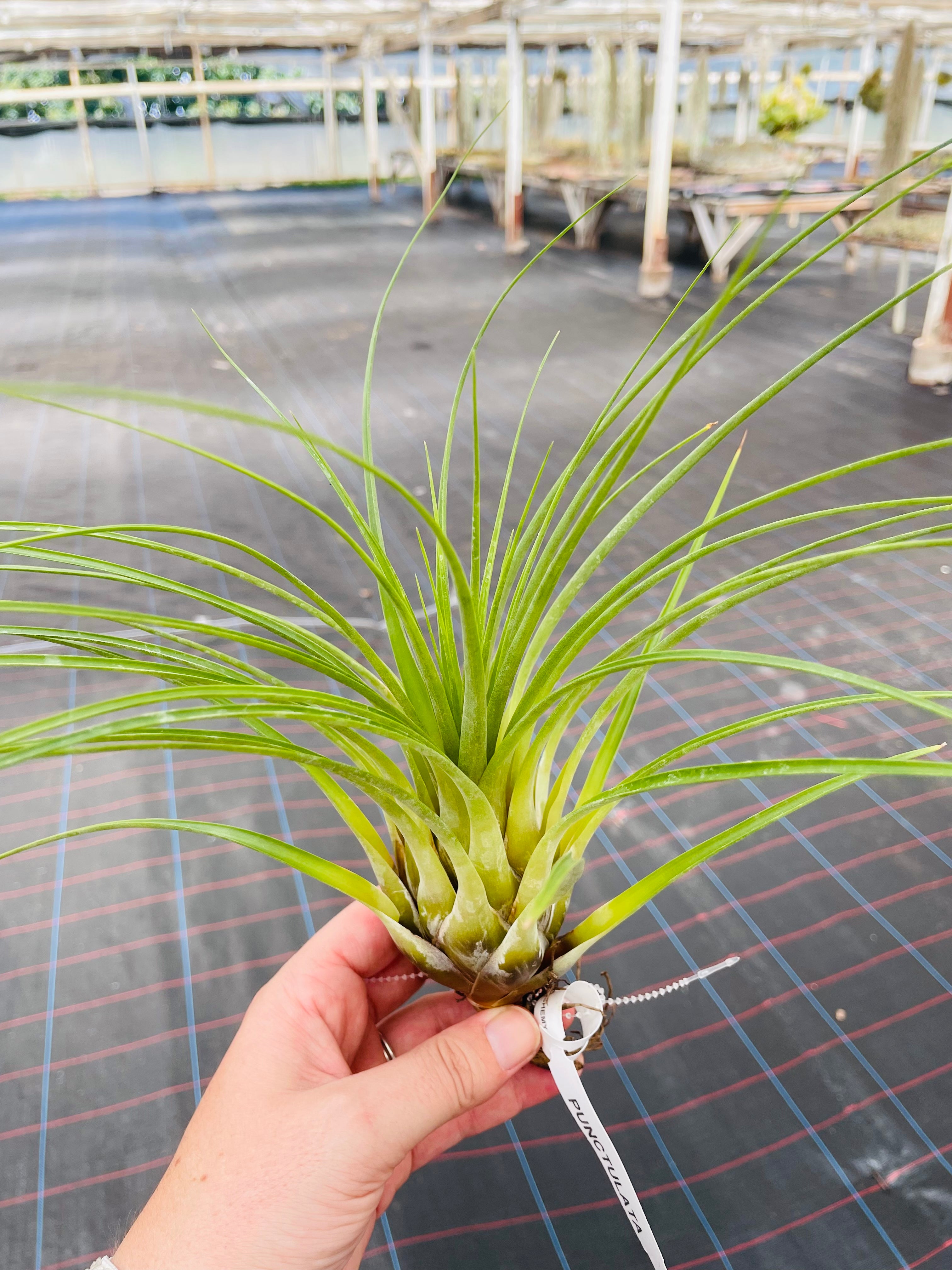 punctulata air plant Punctulata – Airplant Alchemy