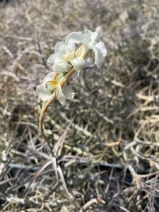 Diaguitensis