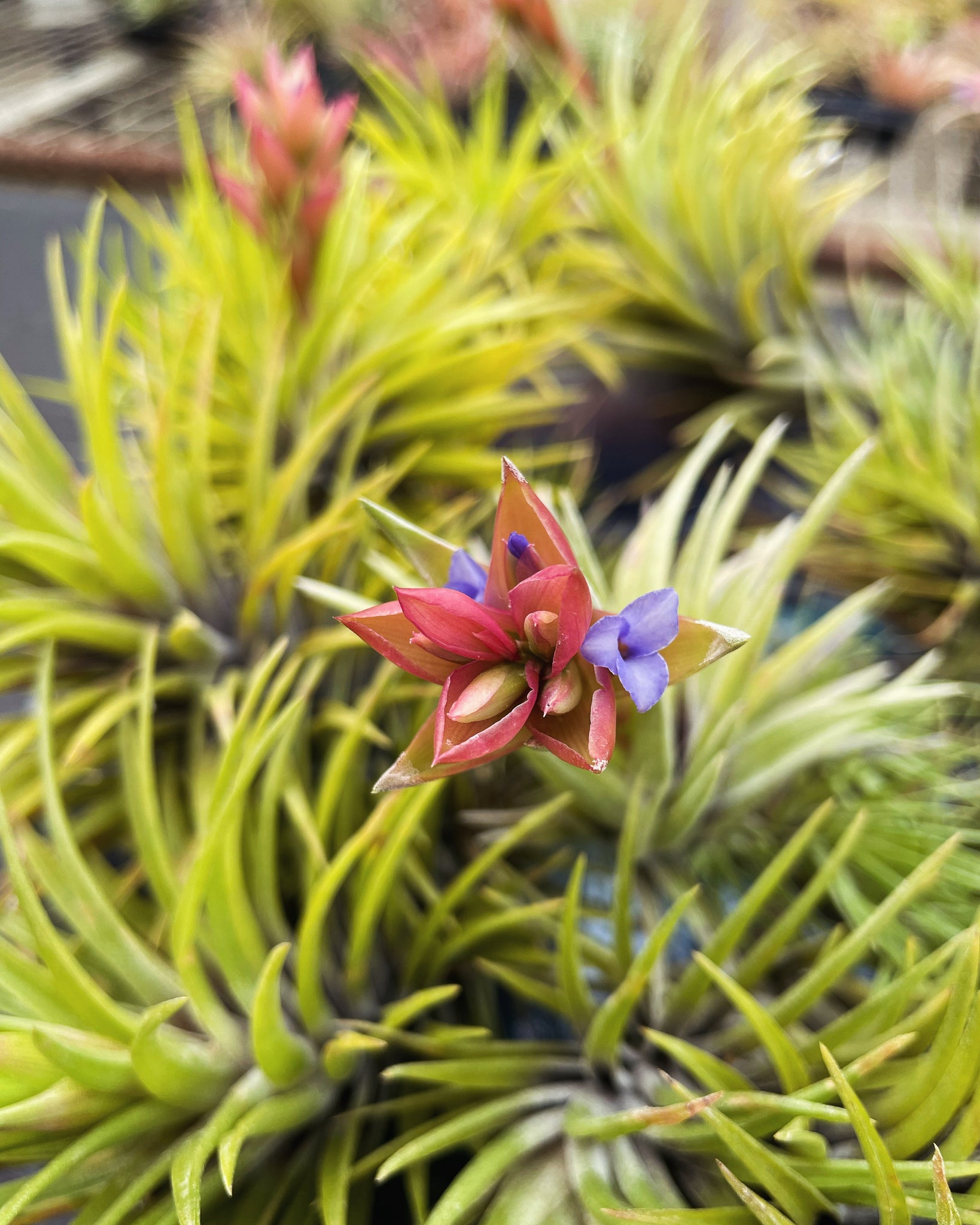 neglecta air plant Neglecta – Airplant Alchemy