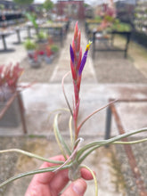 Load image into Gallery viewer, Baileyii