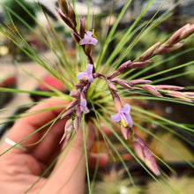 Load image into Gallery viewer, Filifolia