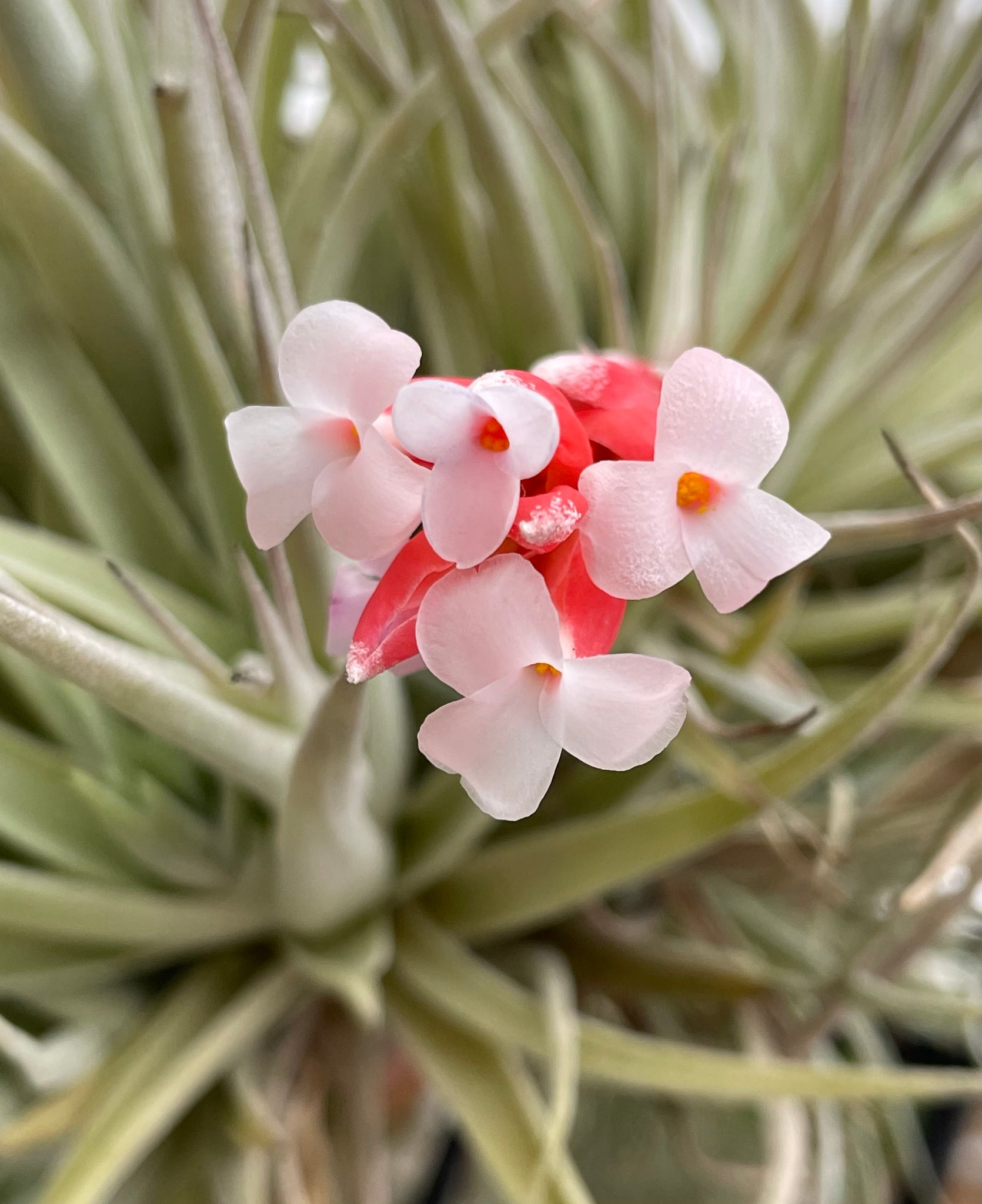 leonamiana air plant Leonamiana