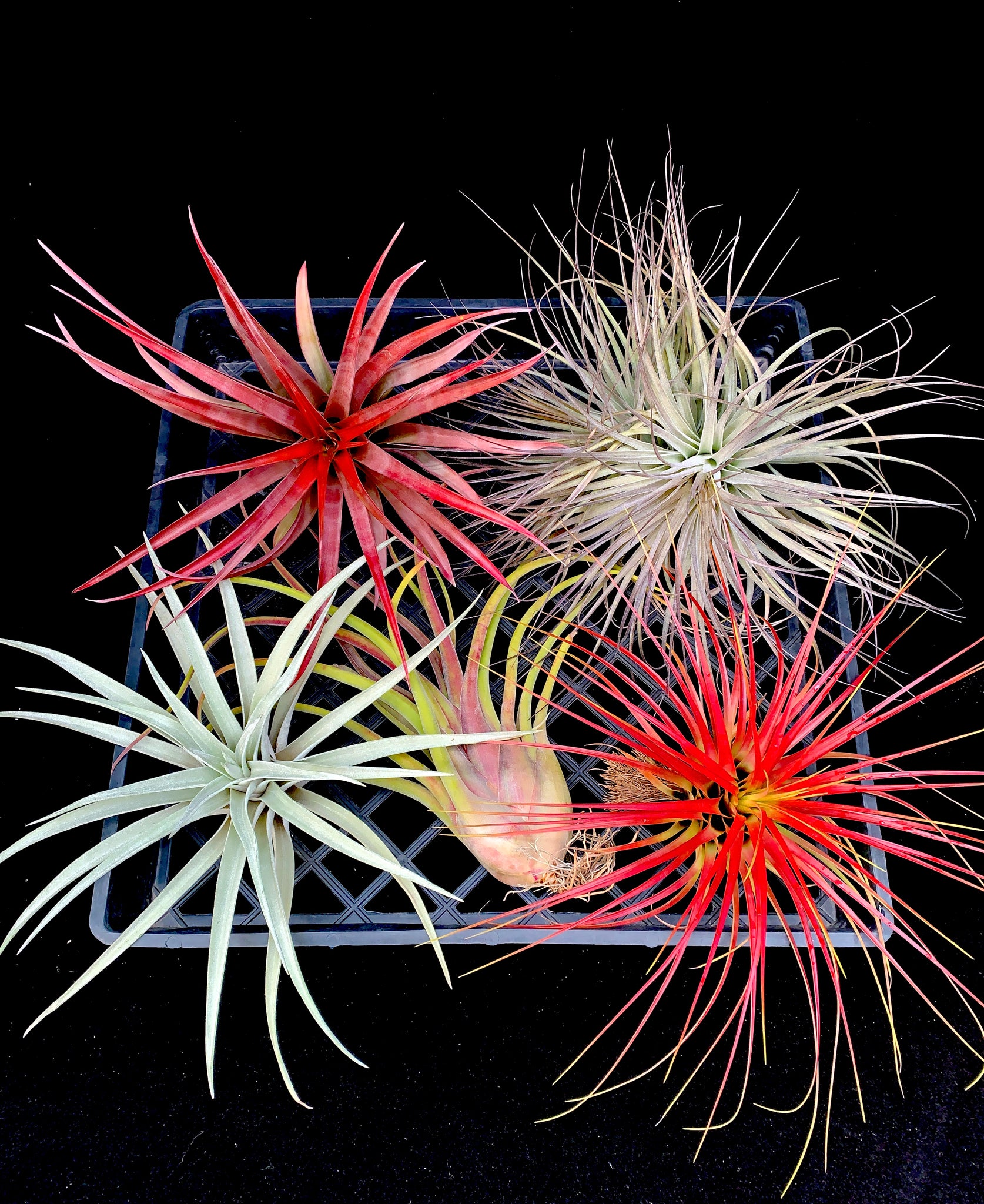 xl air plant XL Tillandsia Mix (5 plants) – Airplant Alchemy
