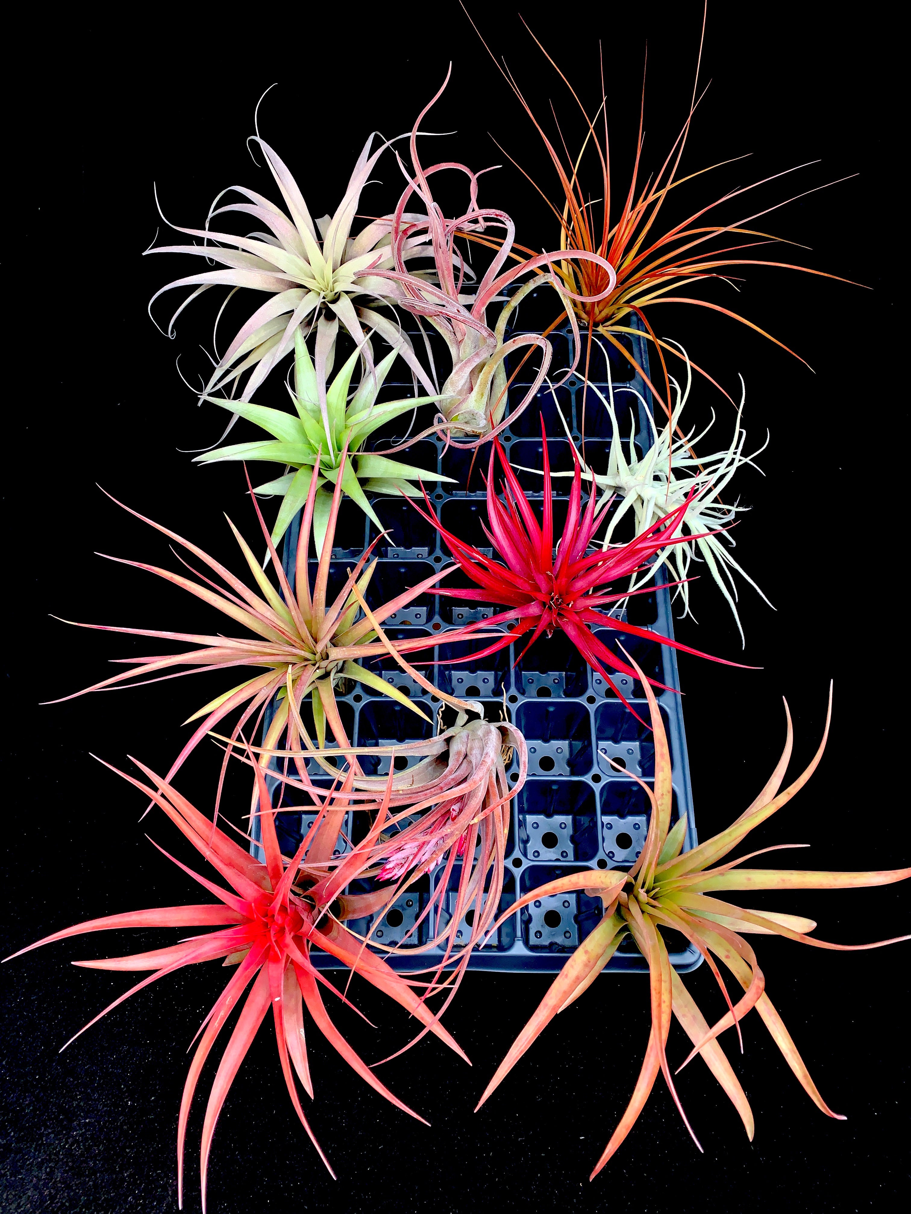 Large Tillandsia Mix (10 Plants) – Airplant Alchemy
