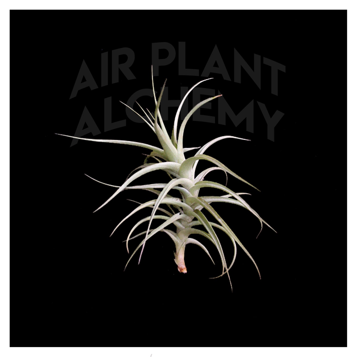 bergeri air plant Bergeri – Airplant Alchemy