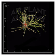Load image into Gallery viewer, Bulbosa