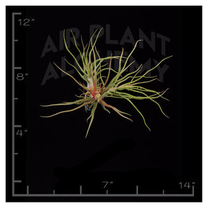 Bulbosa