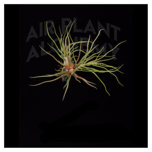 Load image into Gallery viewer, Bulbosa