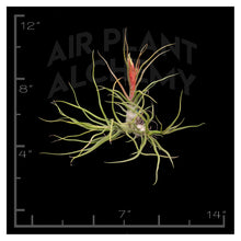 Load image into Gallery viewer, Bulbosa