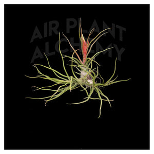 Bulbosa